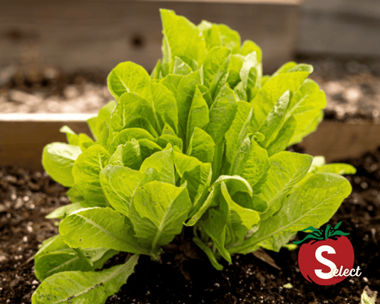 Little Gem Lettuce Seeds - Blessings Grow Meadows