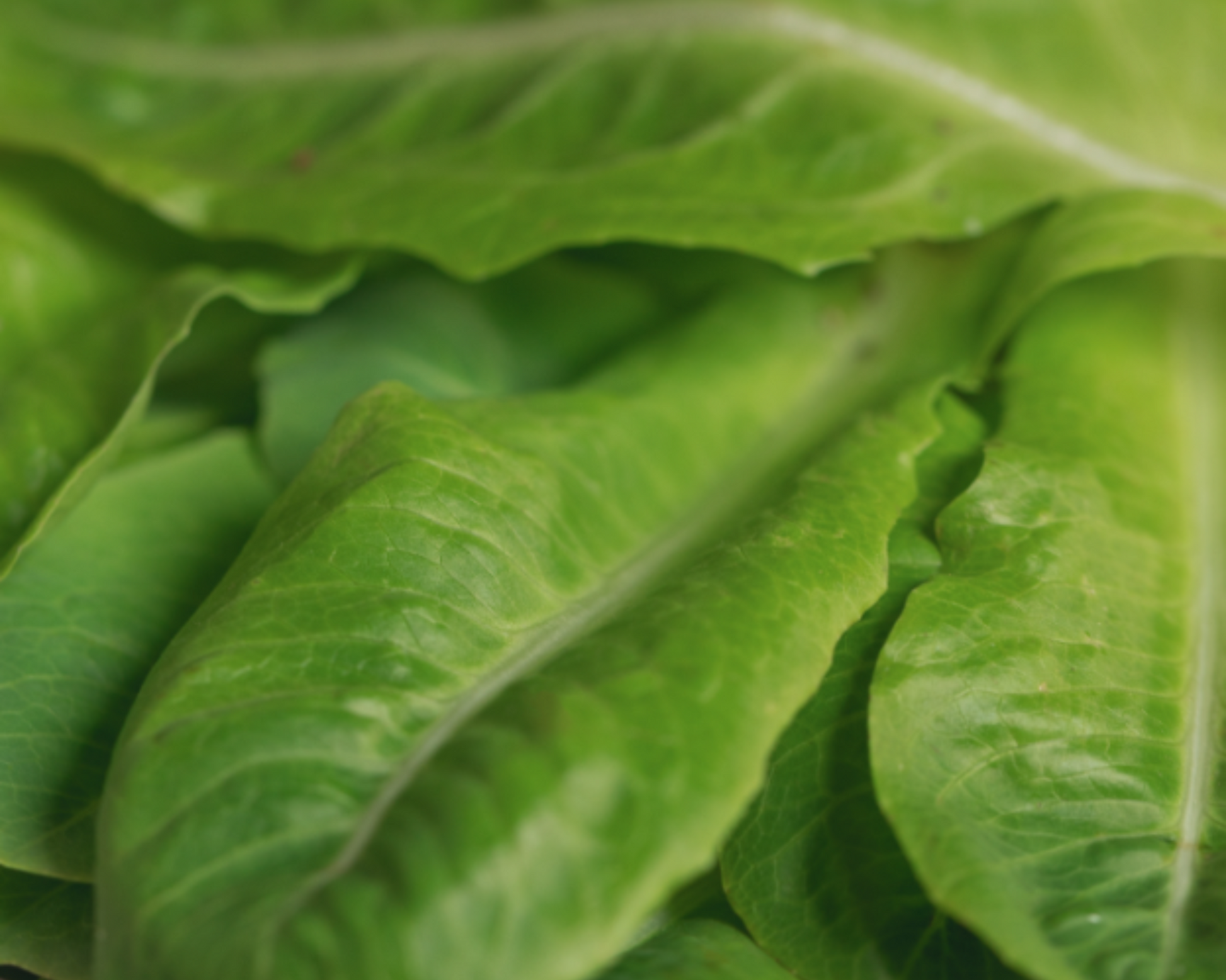 Little Gem Lettuce Seeds - Blessings Grow Meadows