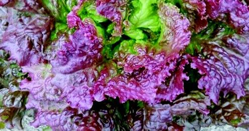 New Red Fire Lettuce Seeds - Blessings Grow Meadows
