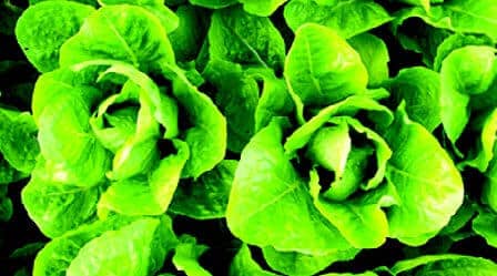 Parris Island Lettuce Seeds - Blessings Grow Meadows