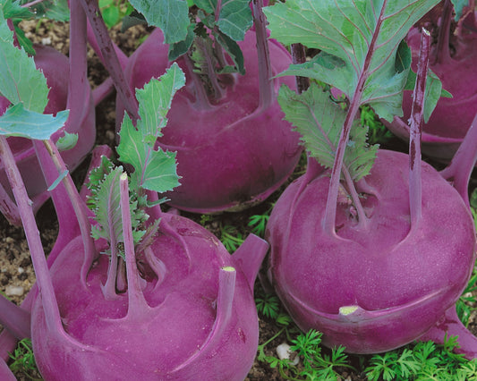 Purple Vienna Kohlrabi Seeds - Blessings Grow Meadows