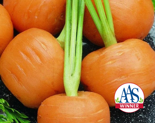 Thumbelina Carrot Seeds - Blessings Grow Meadows