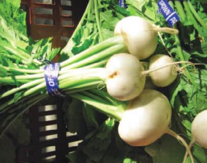 Tokyo Cross Hybrid Turnip Seeds - Blessings Grow Meadows
