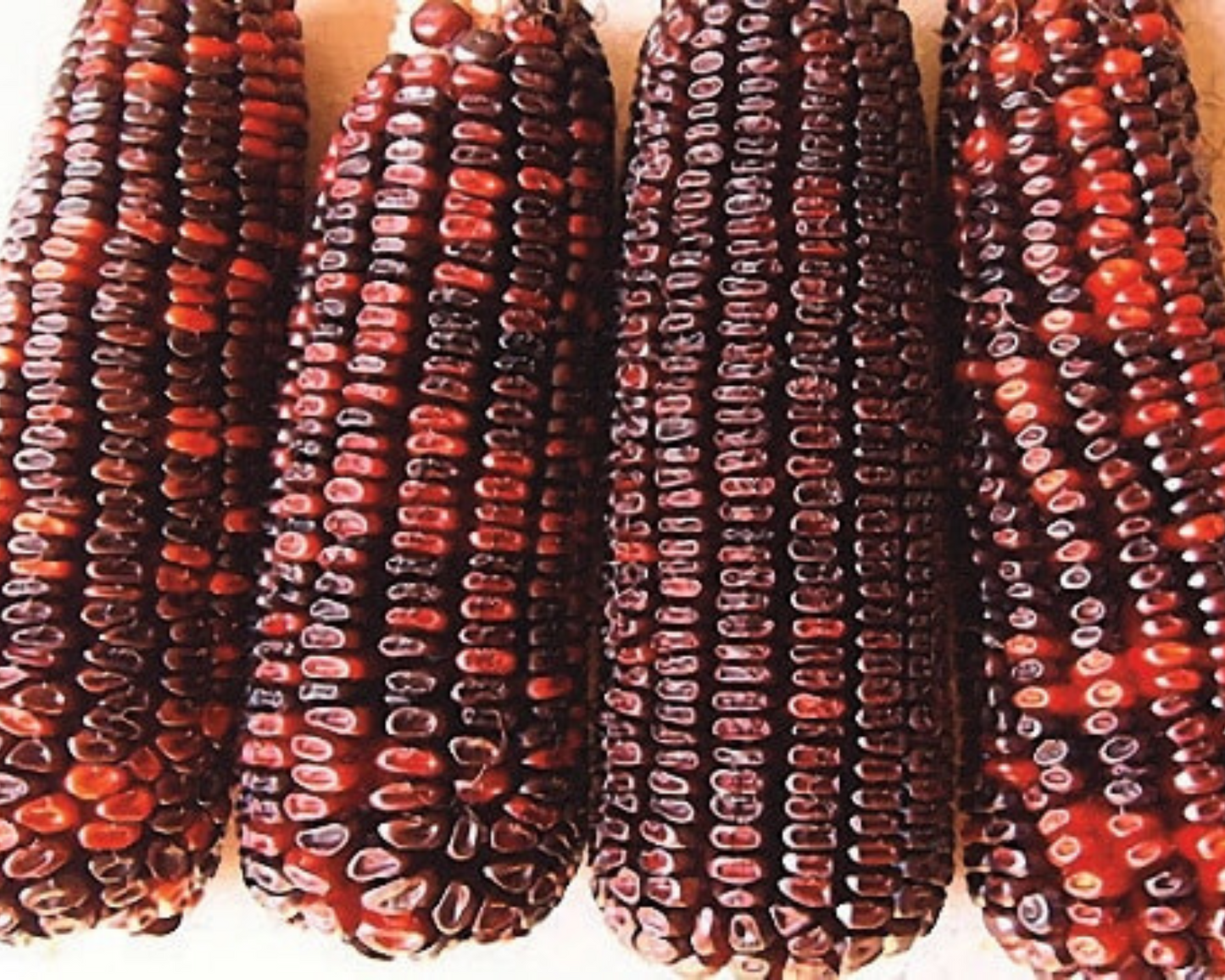 Bloody Butcher Corn Seeds - Blessings Grow Meadows