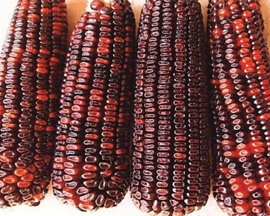 Bloody Butcher Corn Seeds - Blessings Grow Meadows