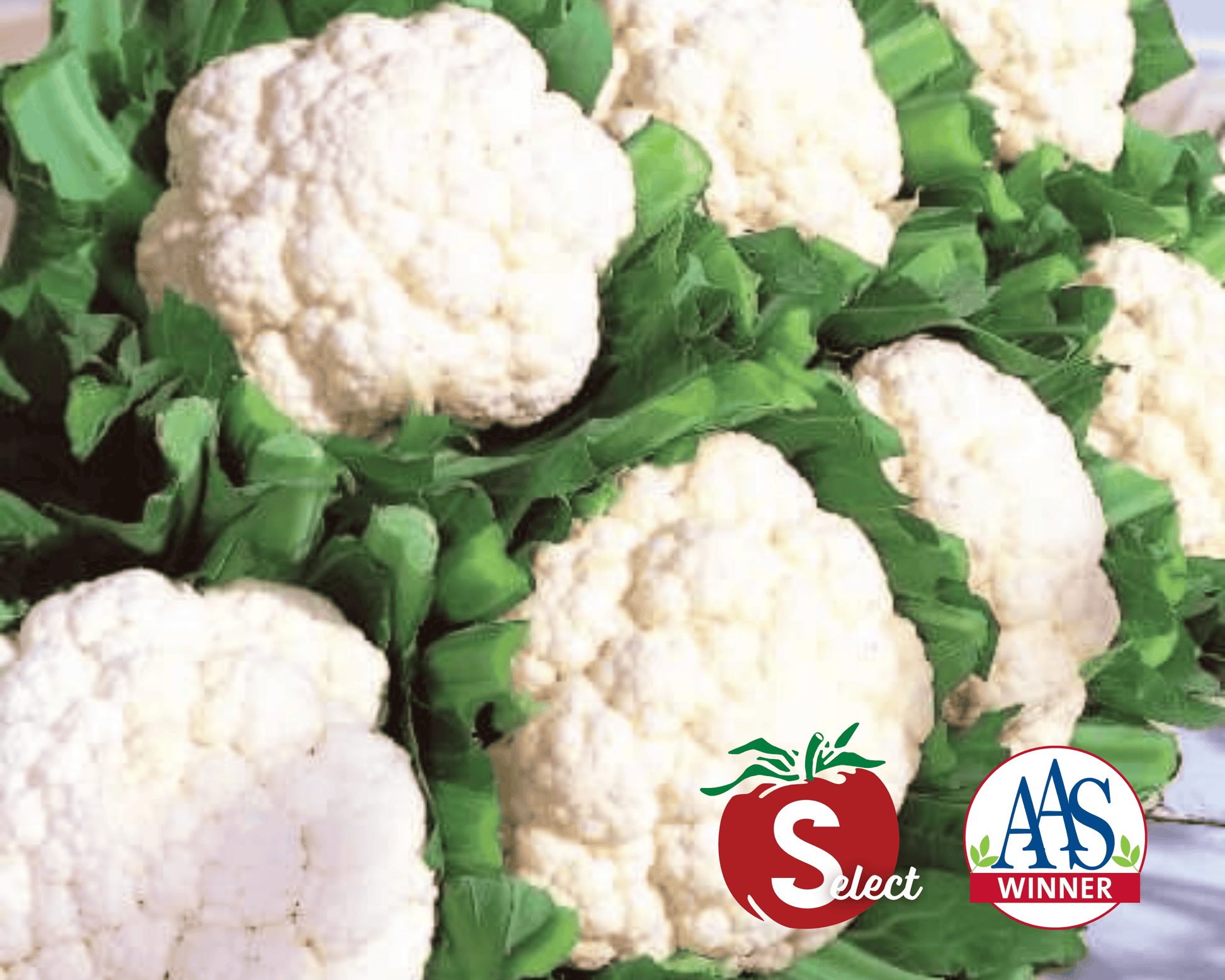 Snow Crown Hybrid Cauliflower Seeds - Blessings Grow Meadows