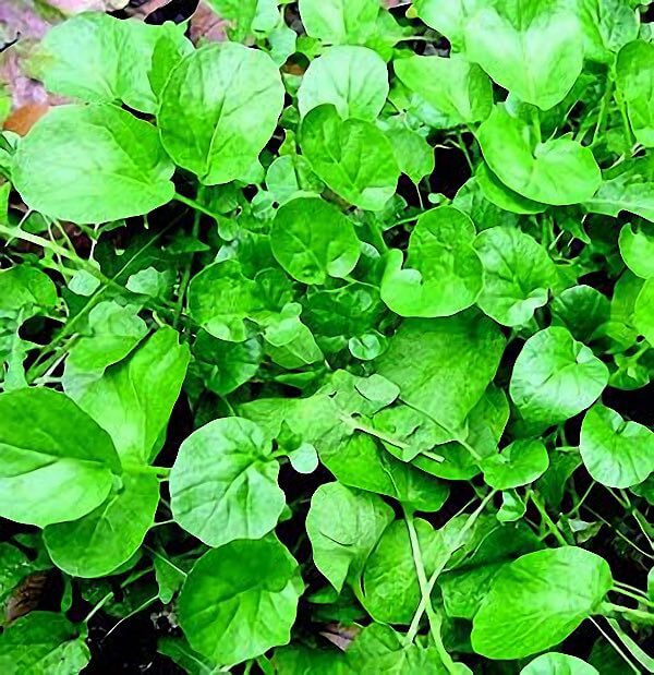 Packet of Seeds 'n Such upland cress seeds with 600 seeds for planting and growing upland cress in your garden.