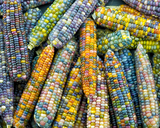 Glass Gem Corn Seeds - Blessings Grow Meadows