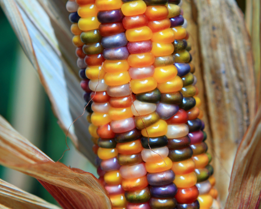 Packet of Seeds 'n Such Glass Gem Corn Seeds showing vibrant, colorful glass-like corn kernels in a seed packet.
