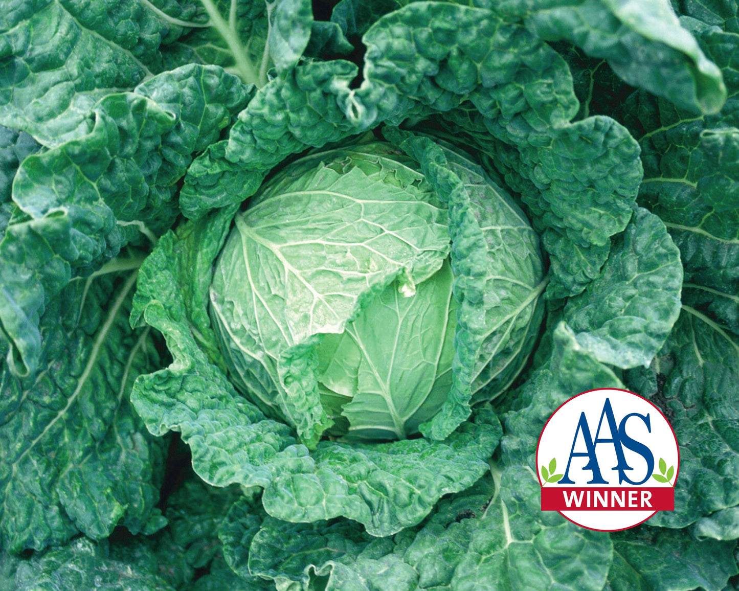 Savoy King Hybrid Savoy Cabbage Seeds - Blessings Grow Meadows
