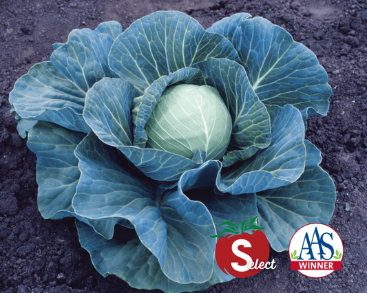Stonehead Hybrid Cabbage Seeds - Blessings Grow Meadows