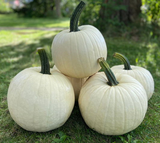 Abominable Pumpkin Seeds - Blessings Grow Meadows