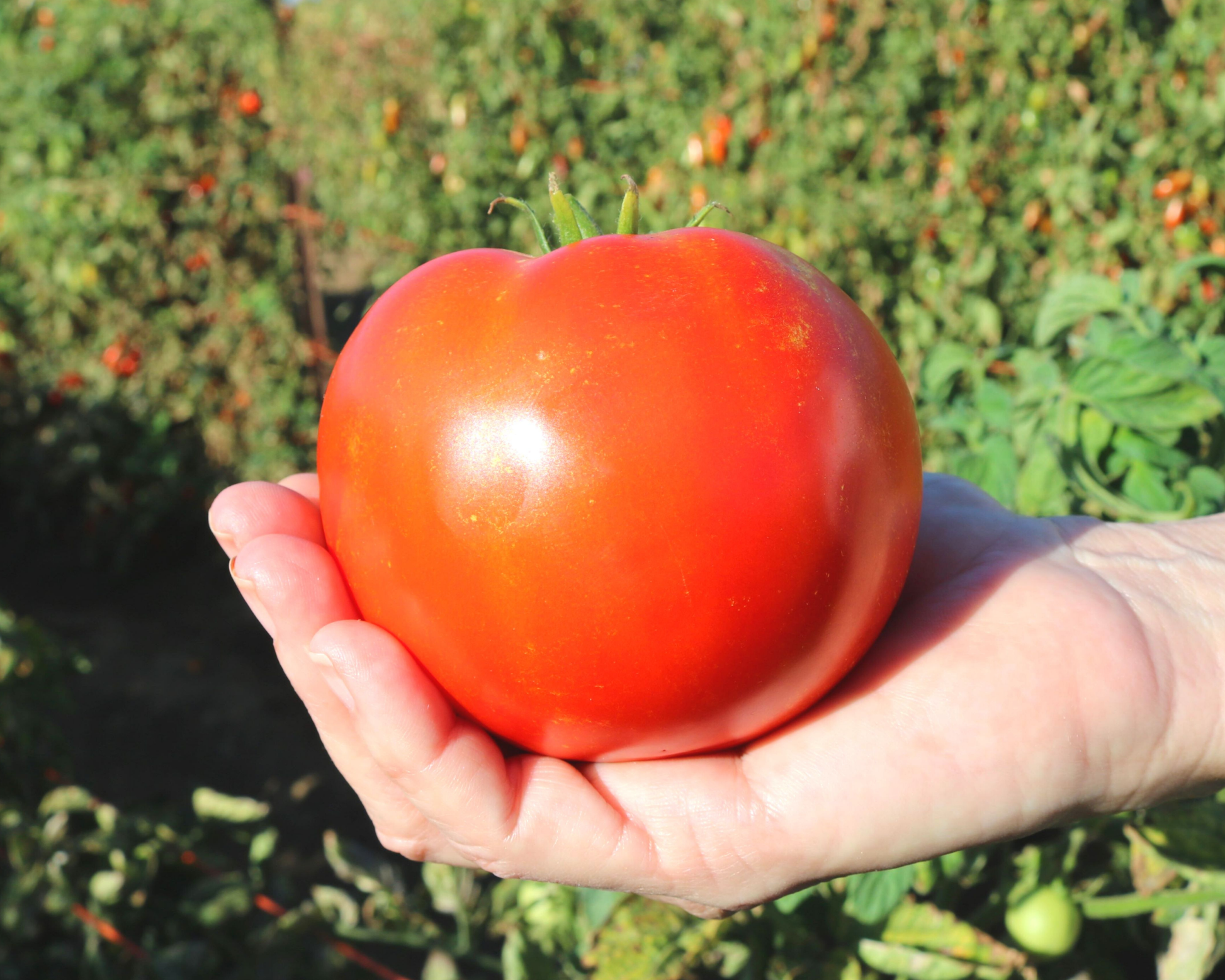 Saybrook Hybrid Tomato Seeds packet from Seeds 'n Such showing 8-10 seeds in a vibrant seed packet design.
