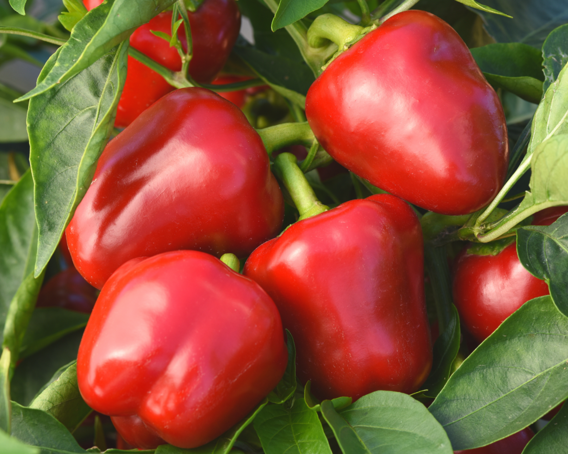 Snackabelle Red Hybrid Pepper Seeds - Blessings Grow Meadows