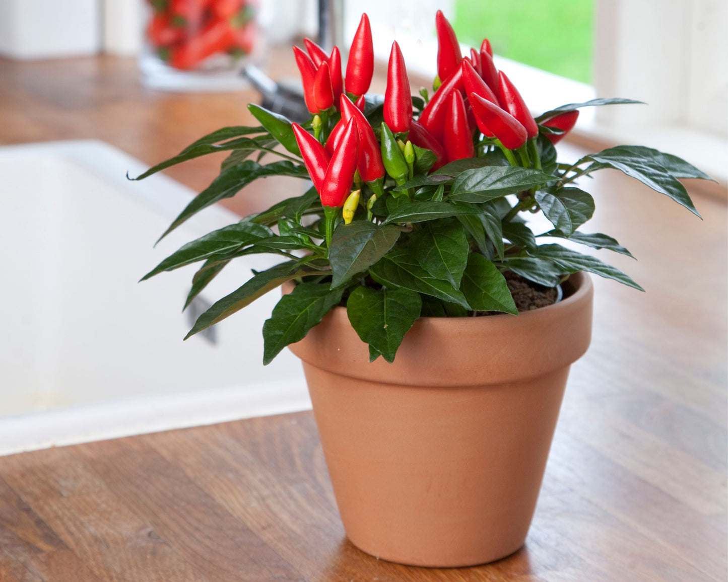 Taquito Hybrid Pepper Seeds | Kitchen Minis - Blessings Grow Meadows