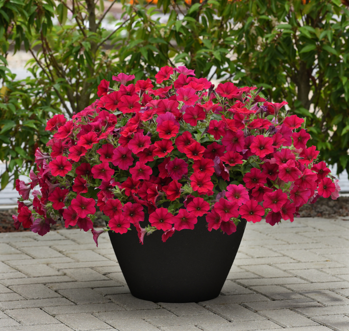 Carmine Velour Wave® Spreading Petunia - Blessings Grow Meadows