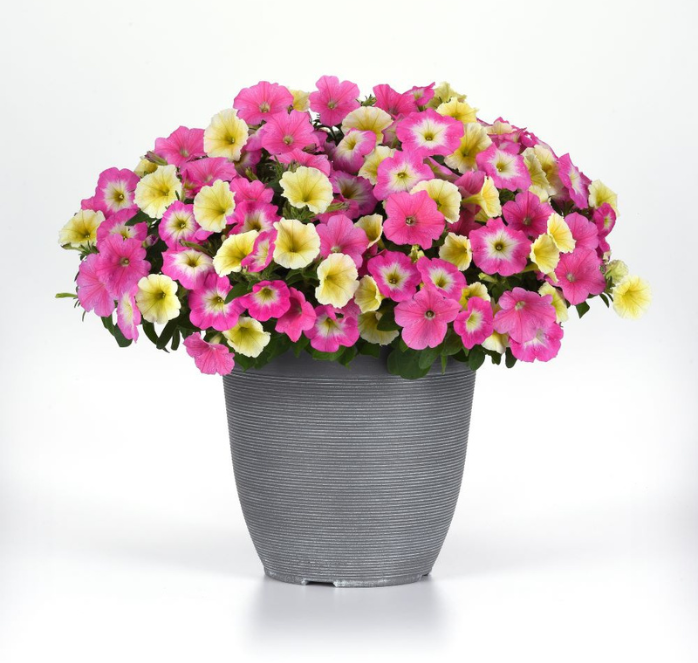 E3 Easy Wave Sweet Taffy Mix Hybrid Petunia Seeds - Blessings Grow Meadows