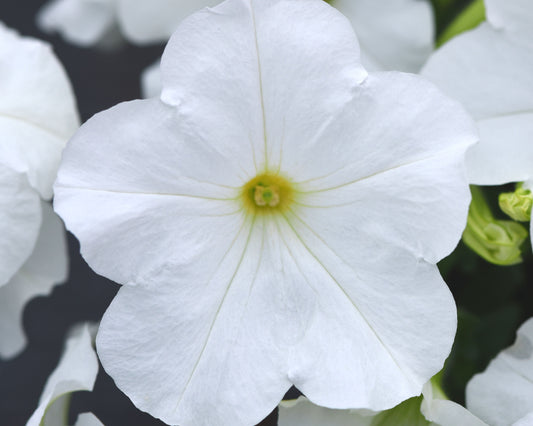 E3 Easy Wave White Hybrid Spreading Petunia - Blessings Grow Meadows
