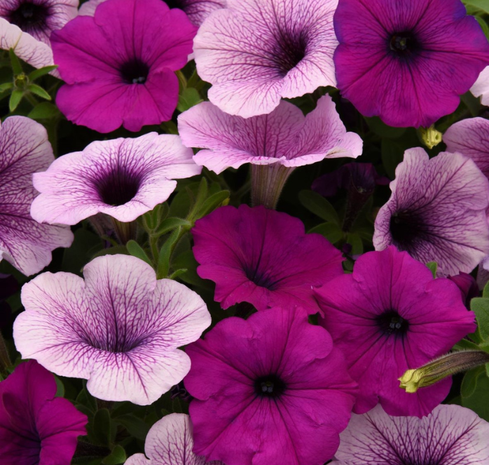 Easy Wave Plum Pudding Mix Hybrid Petunia Seeds - Blessings Grow Meadows