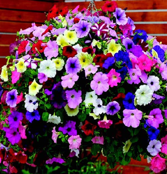 Hybrid Easy Wave® Formula Mix Spreading Petunia - Blessings Grow Meadows