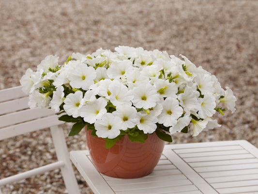 Hybrid Easy Wave White Spreading Petunia Seeds - Blessings Grow Meadows