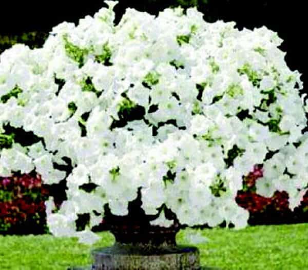 Hybrid Easy Wave White Spreading Petunia Seeds - Blessings Grow Meadows