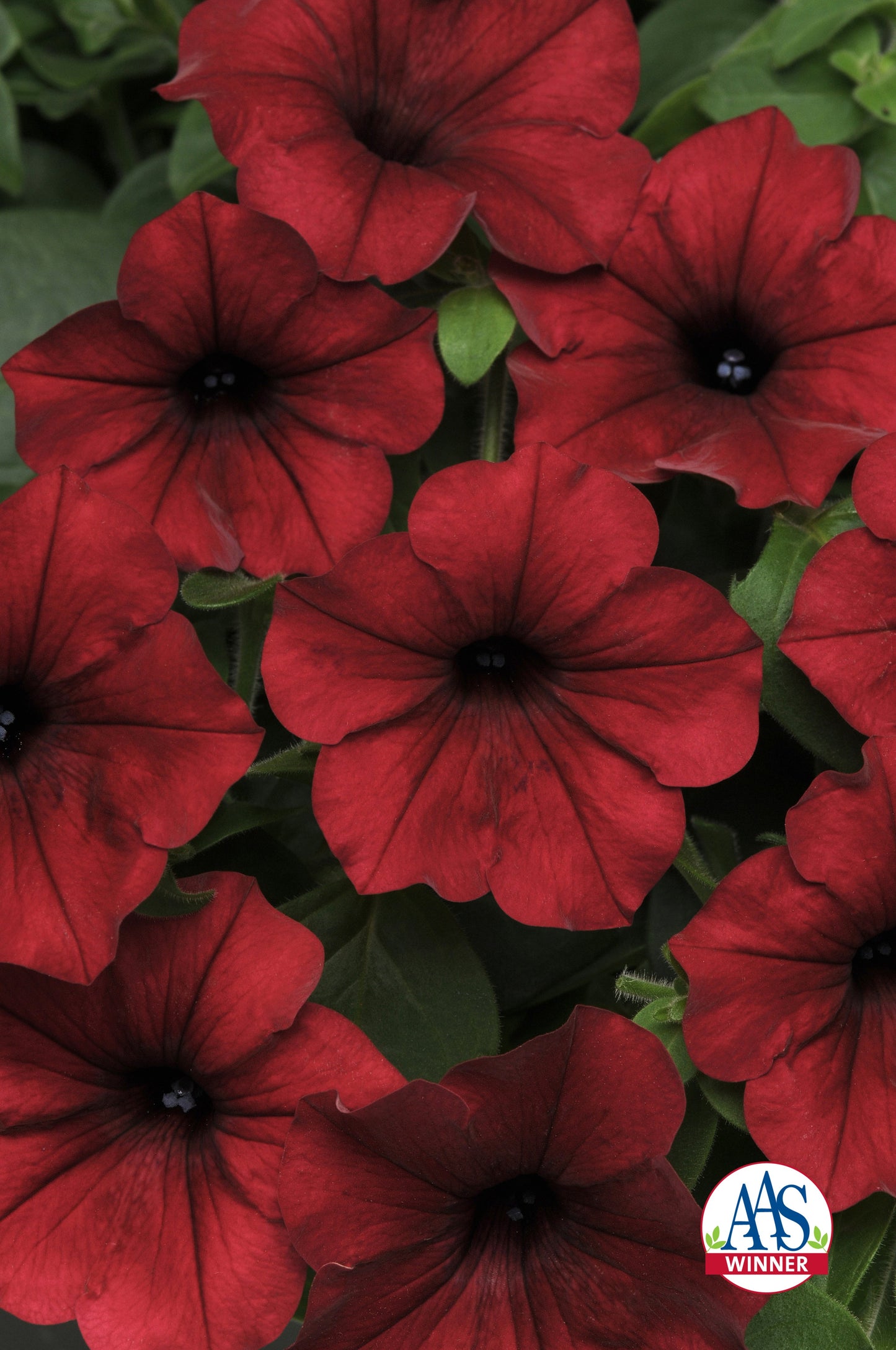 Hybrid Tidal Wave® Red Velour Spreading Petunia Seeds - Blessings Grow Meadows