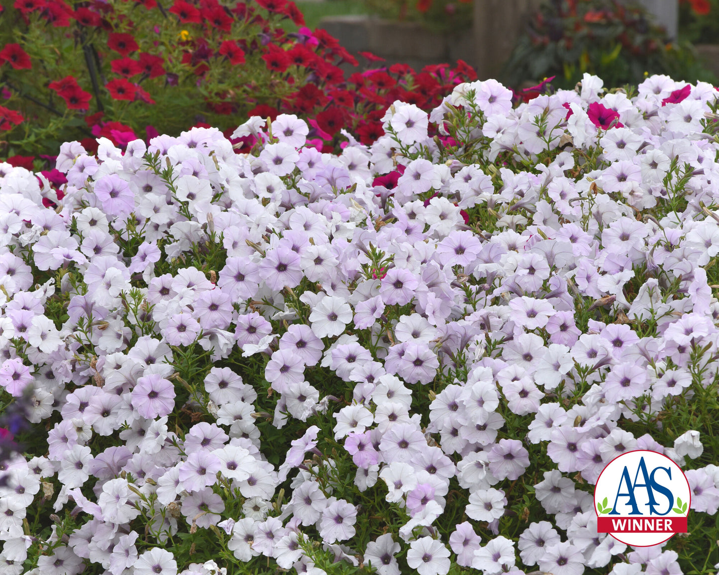 Hybrid Tidal Wave® Silver Spreading Petunia Seeds - Blessings Grow Meadows