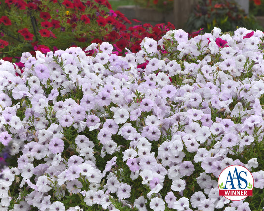 Hybrid Tidal Wave® Silver Spreading Petunia Seeds - Blessings Grow Meadows