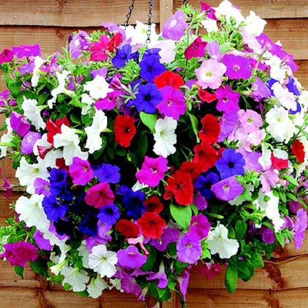 Hybrid Trilogy Custom Mix Spreading Petunia Seeds - Blessings Grow Meadows