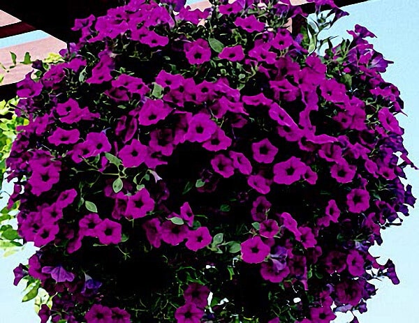Purple Wave® Spreading Petunia Seeds - Blessings Grow Meadows