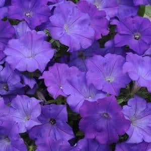 Shock Wave® Denim Spreading Petunia Seeds - Blessings Grow Meadows