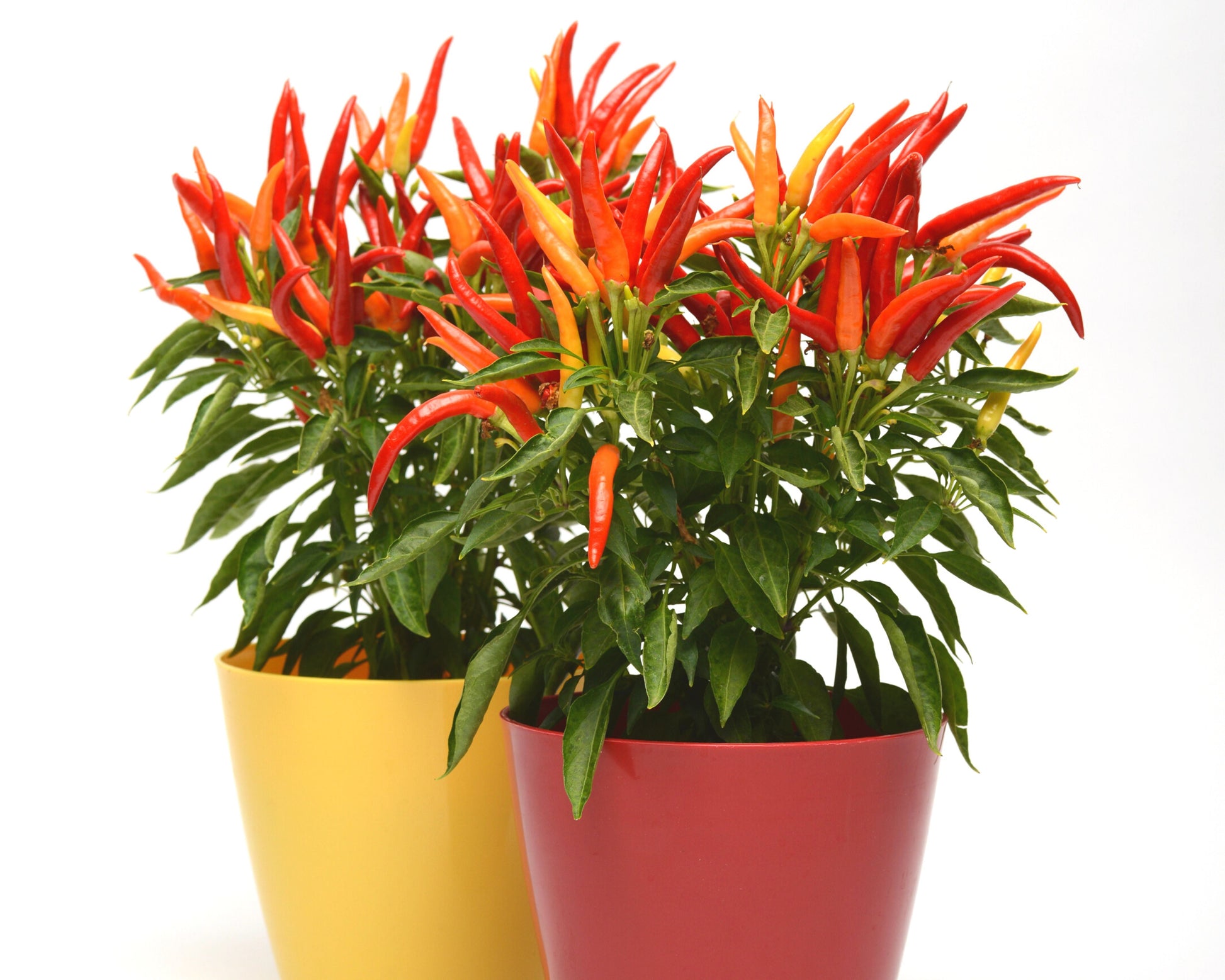 Two pots of Chilly Chili Hybrid pepper plants by Seeds 'n Such, one in a yellow pot and one in red, display vibrant, tapered edible peppers against a white background.