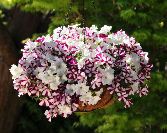 Hybrid Easy Wave Starfish Mix Spreading Petunia Seeds - Blessings Grow Meadows