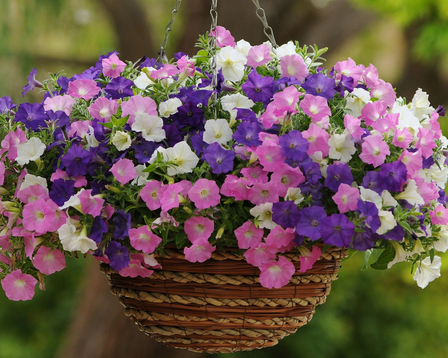 Hybrid Shock Wave Spark Mix Petunia Seeds packet from Seeds 'n Such showing 8 spreading petunia seeds for garden planting.