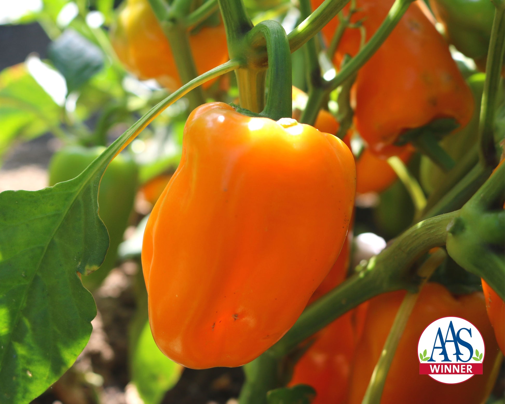 Just Sweet Hybrid Snack Pepper - Blessings Grow Meadows