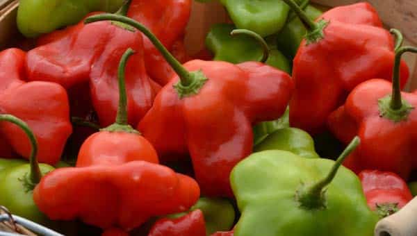 Mad Hatter Hybrid Pepper Seeds - Blessings Grow Meadows