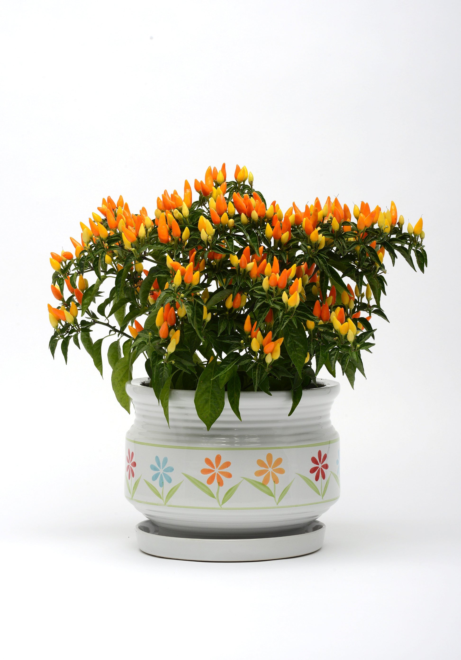 Sedona Sun Ornamental Pepper Seeds - Blessings Grow Meadows