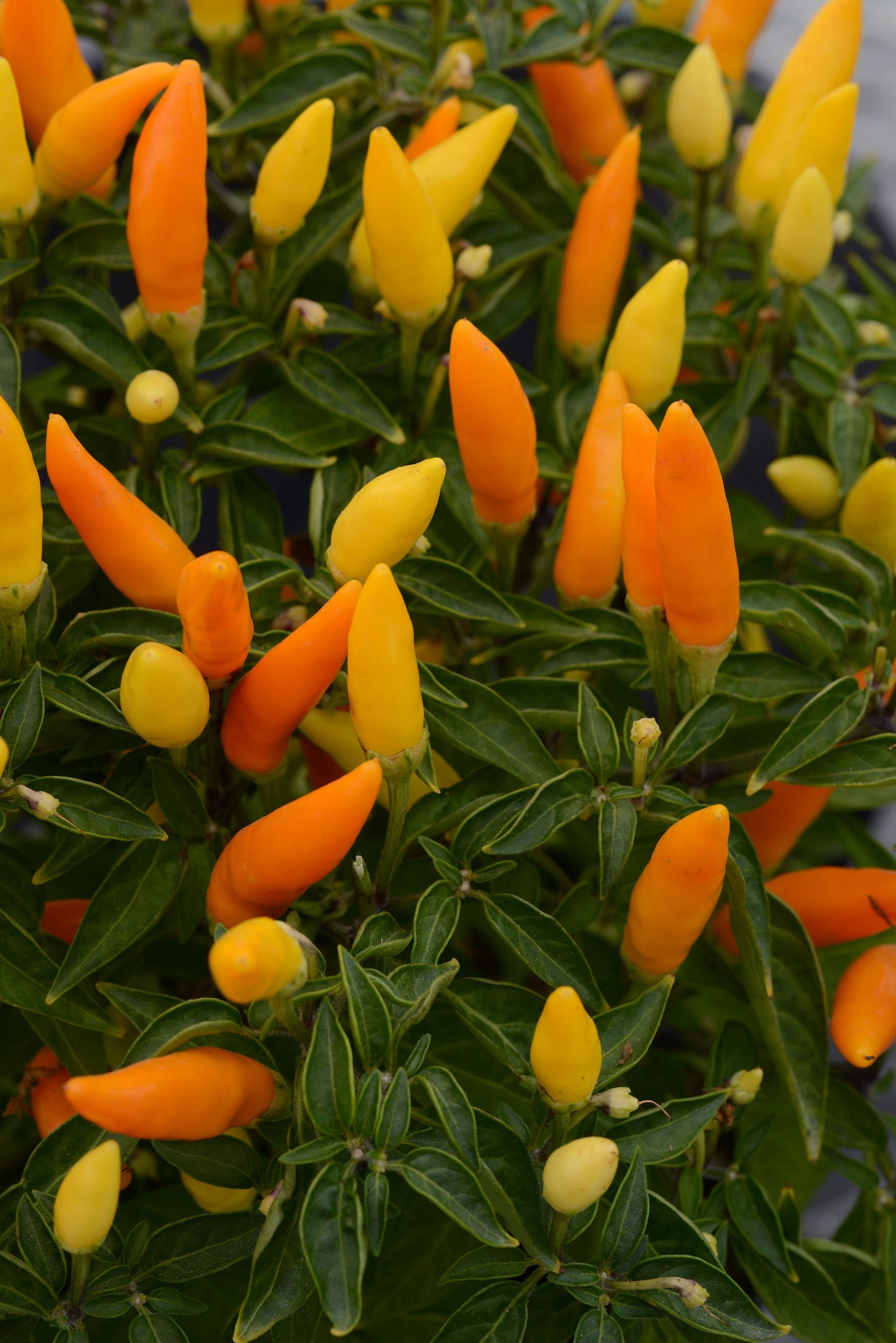 Sedona Sun Ornamental Pepper Seeds - Blessings Grow Meadows