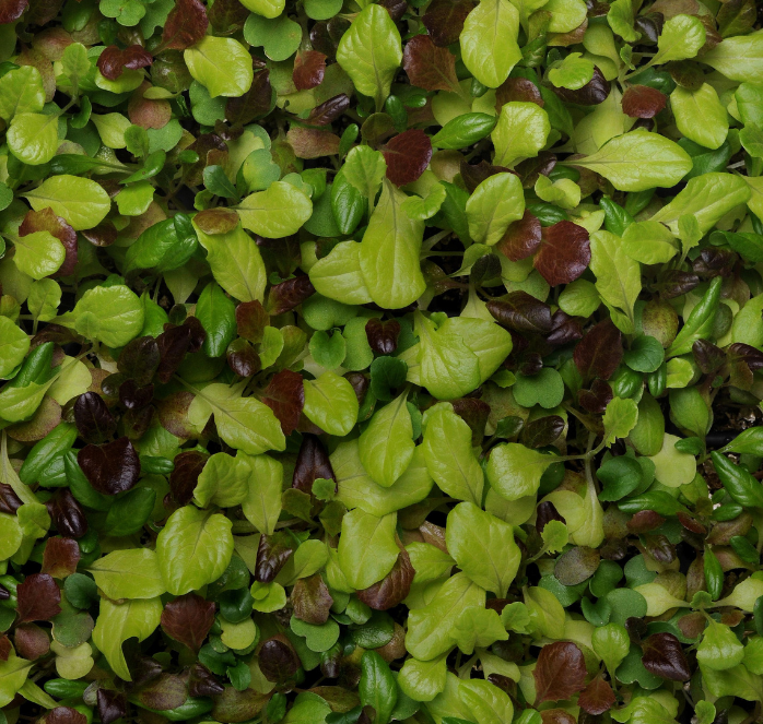 Alfresco Mesclun Blend Lettuce Seeds - Blessings Grow Meadows