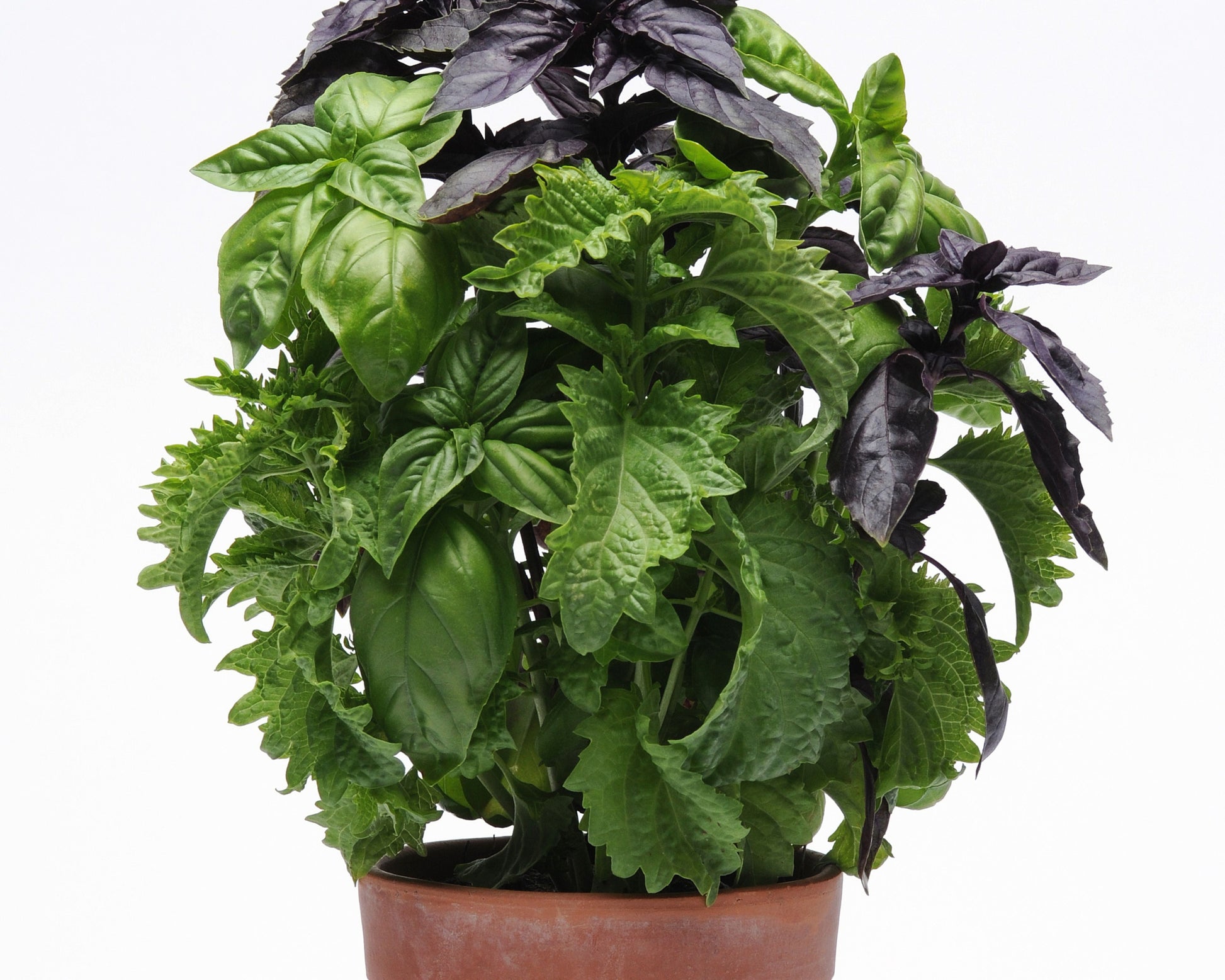 Packet of SimplyHerbs Try Basil basil seeds by Seeds 'n Such with 8-10 pellets for planting and growing basil at home.