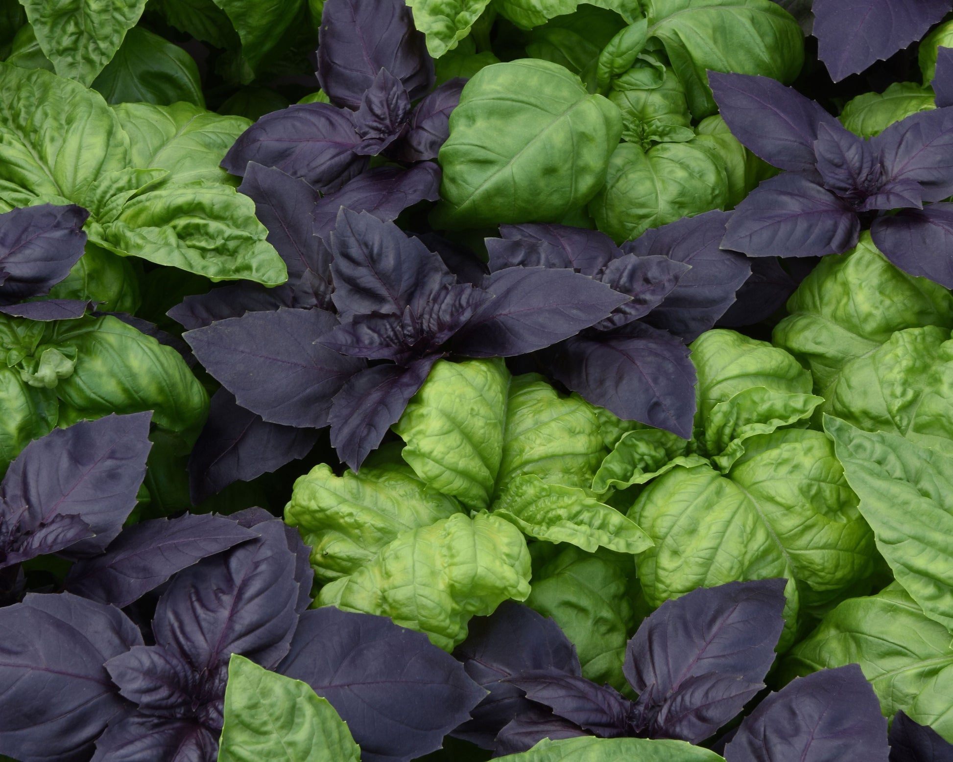 SimplyHerbs Try Basil Basil Seeds packet from Seeds 'n Such showing 8 to 10 pellets of basil seed planting material.