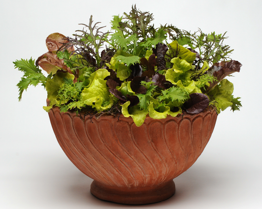 SimplySalad® Global Gourmet Mix Seeds - Blessings Grow Meadows
