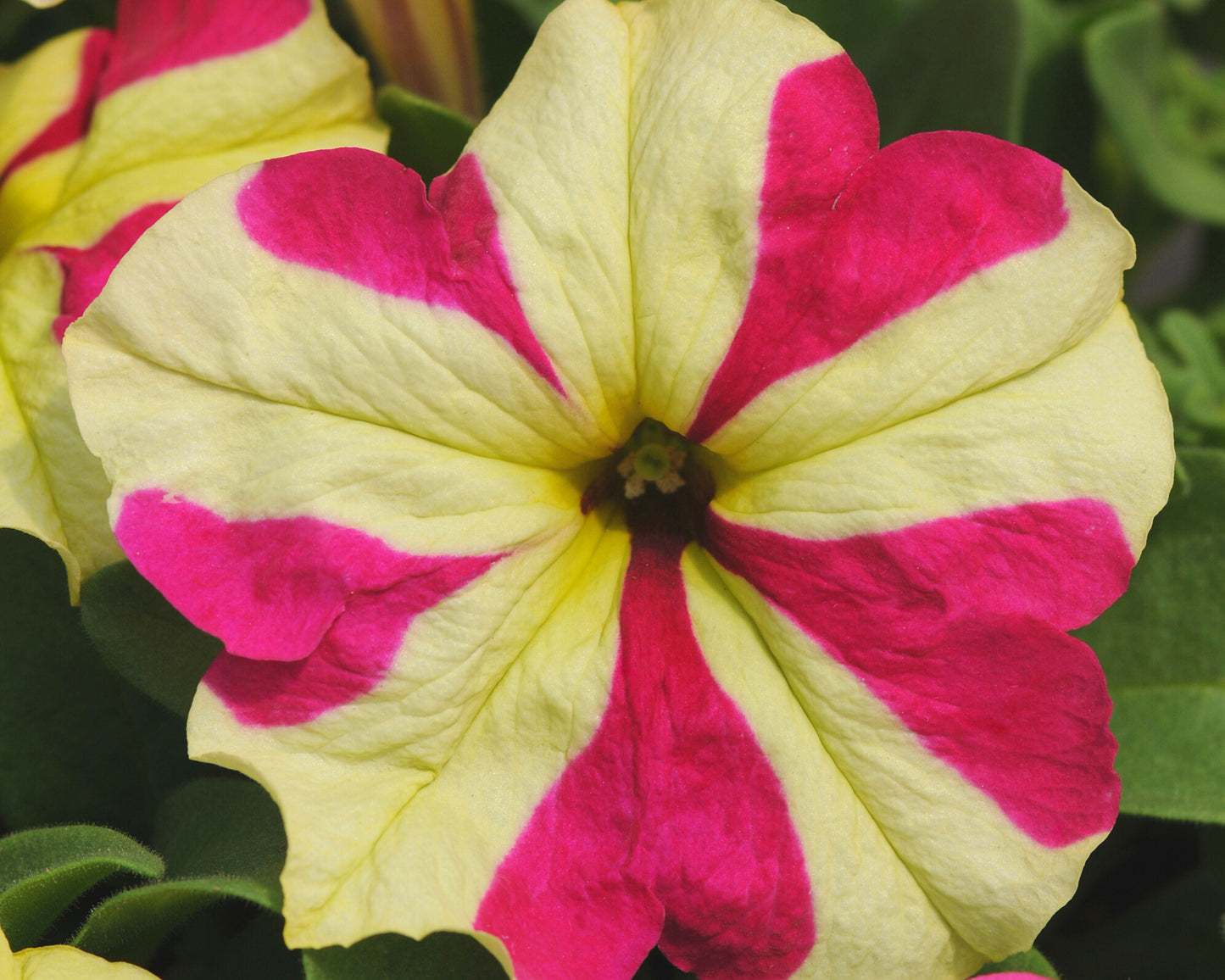 Packet of Seeds 'n Such Sophistica Lime Bicolor Hybrid Petunia Seeds with 8-10 pellets for vibrant garden blooms