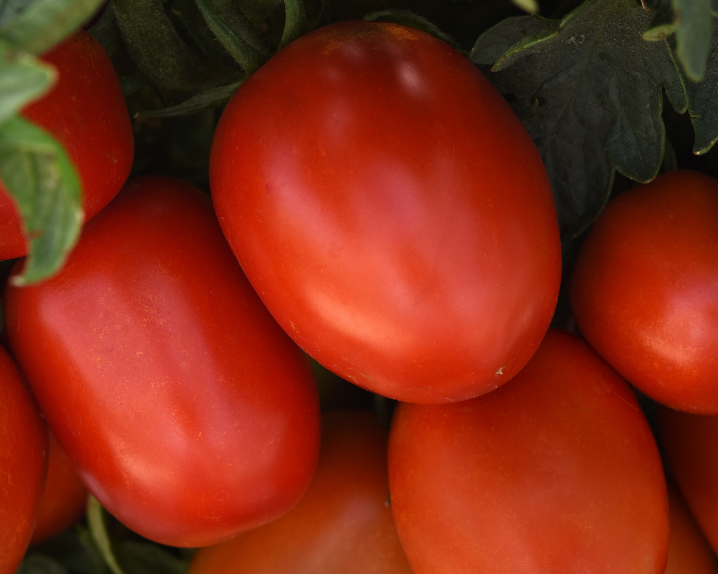 Bellatrix hybrid tomato seeds packet from Seeds 'n Such showing 8-10 seeds inside a colorful packet.
