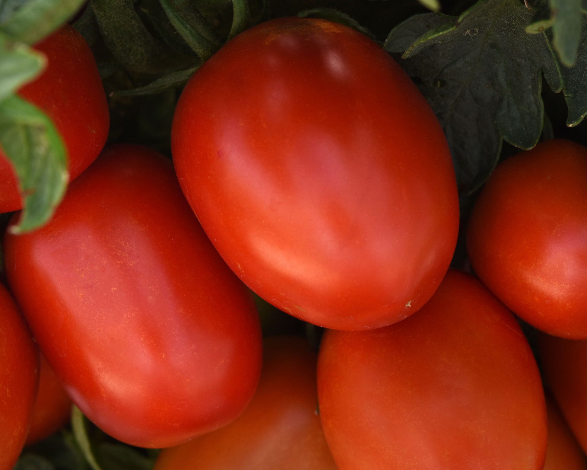 Bellatrix hybrid tomato seeds packet from Seeds 'n Such showing 8-10 seeds inside a colorful packet.