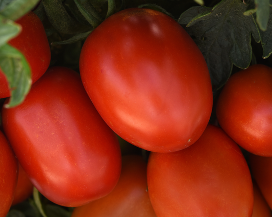 Bellatrix hybrid tomato seeds packet from Seeds 'n Such showing 8-10 seeds inside a colorful packet.
