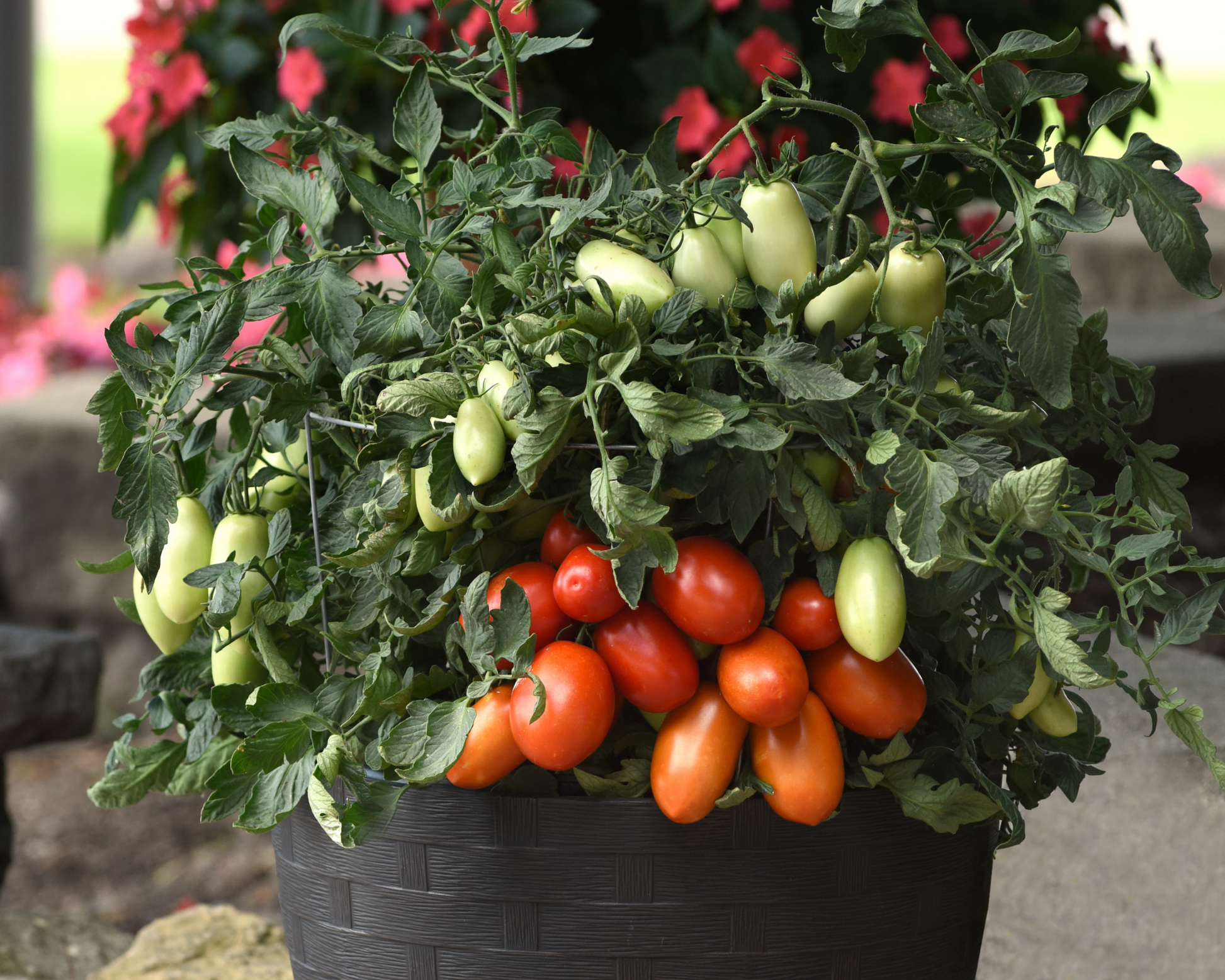 Bellatrix Hybrid Tomato Seeds by Seeds 'n Such in a packet with 8-10 seeds, ready for planting and growing healthy tomatoes.