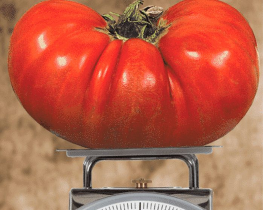 Packet of Big Zac™ Hybrid Tomato Seeds from Seeds 'n Such, featuring 8 to 10 seeds for planting healthy tomato plants.