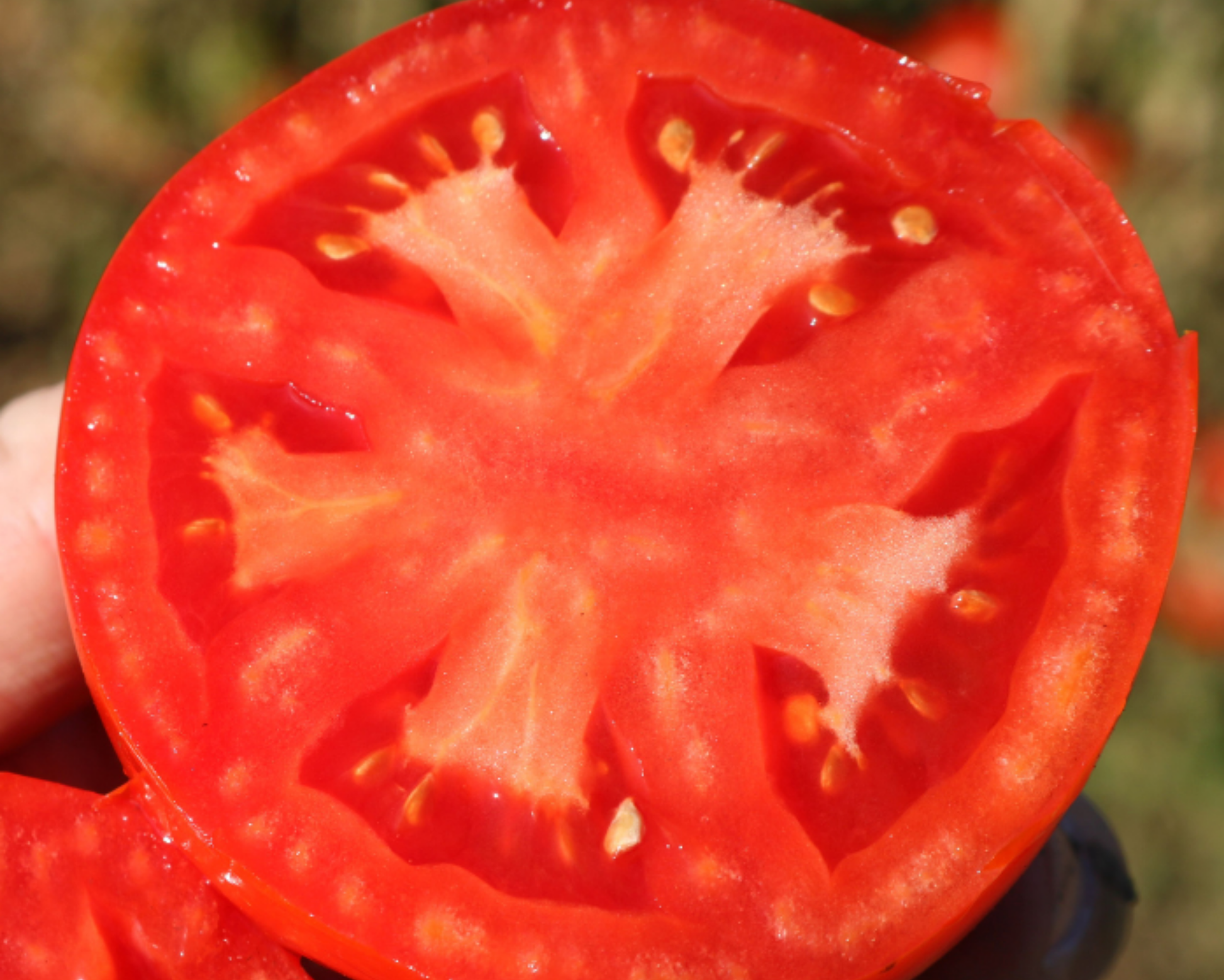 Biltmore Hybrid Tomato Seeds - Blessings Grow Meadows
